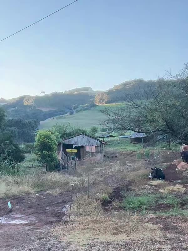 Vista oficial de Nenelândia: galpão de madeira, colinas e duas vacas pastando.